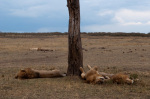 Lion (Panthera leo), Masai Mara, Kenya giclee art print