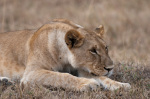 Lion (Panthera leo), Masai Mara, Kenya giclee art print
