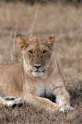 Lion (Panthera leo), Masai Mara, Kenya giclee art print