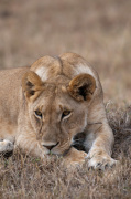Lion (Panthera leo), Masai Mara, Kenya giclee art print
