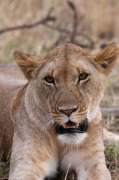 Lion (Panthera leo), Masai Mara, Kenya giclee art print