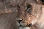 Lion (Panthera leo), Masai Mara, Kenya giclee art print