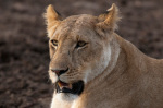 Lion (Panthera leo), Masai Mara, Kenya giclee art print
