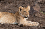 Lion (Panthera leo), Masai Mara, Kenya giclee art print