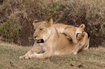 Lion (Panthera leo), Masai Mara, Kenya giclee art print