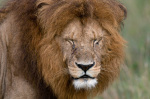 Lion (Panthera leo), Masai Mara National Reserve, Kenya giclee art print