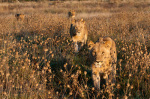Lion pride (Panthera leo), Savute Channel, Linyanti, Botswana giclee art print