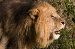 Lion roaring (Panthera leo), Masai Mara National Reserve, Kenya giclee art print