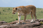 Lioness (Panthera leo), Masai Mara National Reserve, Kenya giclee art print