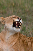 Lioness (Panthera leo), Masai Mara National Reserve, Kenya giclee art print