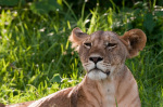 Lioness (Panthera leo), Samburu National Park, Kenya giclee art print
