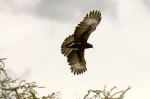 Long Crested Eagle, Meru National Park, Kenya giclee art print