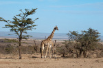 Masai Giraffe (Giraffa camelopardalis), Masai Mara, Kenya giclee art print