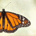 Monarch giclee art print