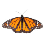 Monarch giclee art print