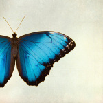 Morpho giclee art print