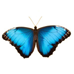 Morpho giclee art print