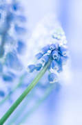 Muscari armeniacum giclee art print