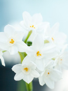 Narcissus 'Paperwhite' giclee art print