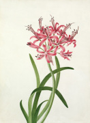 Nerine sarniensis giclee art print