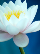 Nymphaea 'Apple Blossom Pink' giclee art print