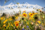 Olympic Gardens giclee art print