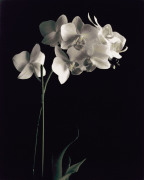 Dianne Poinski art print