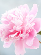 Paeonia 'Pink Cameo' giclee art print