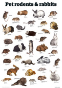 Pet rodents & rabbits giclee art print