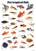 Pet tropical fish giclee art print