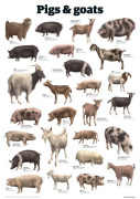 Pigs and goats giclee art print