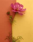 Pink Cosmos giclee art print