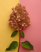 Pink Hydrangea giclee art print