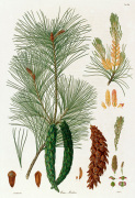 Pinus strobus giclee art print