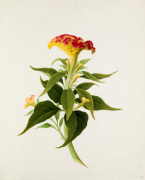 Plate 46 giclee art print