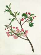 Pyrus spectabilis giclee art print