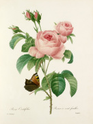 Rosa Centifolia : Rosier � cent feuilles giclee art print
