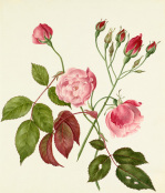 Rosa Chinensis giclee art print