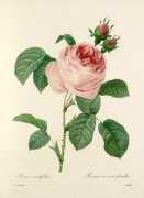 Rosa centifolia : Rosier � cent feuilles giclee art print