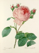 Rosa centifolia : Rosier � cent feuilles giclee art print