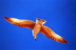 Seagull flying over Brighton Beach 2000 giclee art print