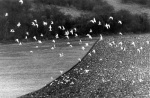 Seagulls over the South Downs 1989 giclee art print