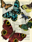 Selection of Butterflies giclee art print