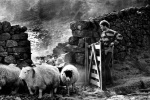 Shepherd Cumbria 1990 giclee art print