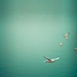 Soul Bird giclee art print