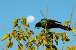 Southern Lesser Blue-Eared Starling (Lamprotornis elisabeth), Okavango Delta, Botswana giclee art print