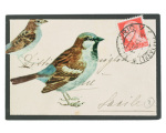 Sparrow giclee art print