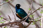 Superb Starling (Lamprotornis superbus), Samburu National Park, Kenya giclee art print
