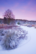 The Main Borders in Winter at RHS Garden Harlow Carr, Yorkshire. giclee art print