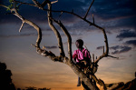 Thomas sits in a tree at sunset Katine 2009 giclee art print